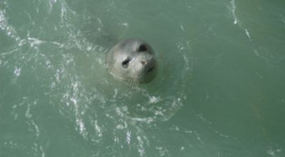 Monk Seal