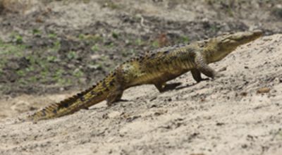 Crocodile