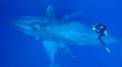 Humpback whale