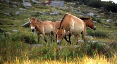 Takhis wild horses