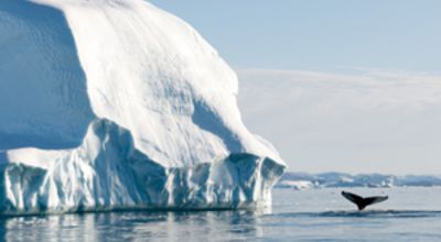 Iceberg