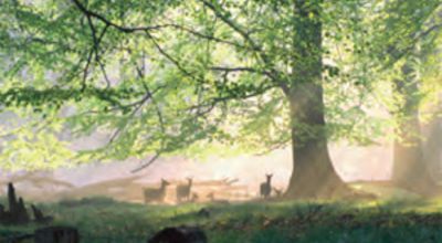 The Forest