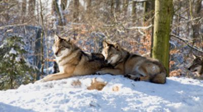Wolves