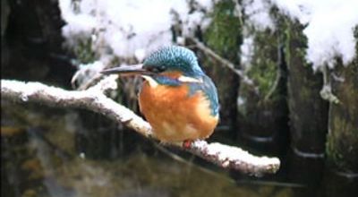 Eisvogel