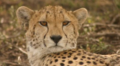 The cheetah