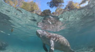 Movie still, sea cow