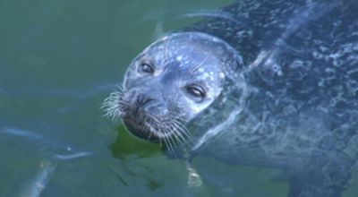 Seal