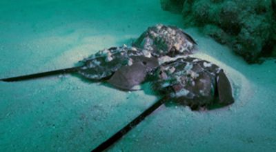 Horseshoe Crabs